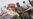 Thousands Flee Ahead of NATO Offensive in Southern Afghanistan
