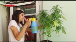 Argentine Mothers Grow Marijuana Illegally for Their Sick Children