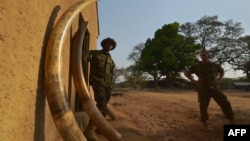 FILE - A scout (L) stands among elephant tusks confiscated from poachers in the past on February 4, 2016 at the Garamba National Park in north-eastern Democratic Republic of Congo (DRC) where in the past three years alone, over 100,000 African elephants have been killed for their tusks.