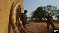 Un éclaireur (à gauche) se tient parmi les défenses d'éléphants confisquées aux braconniers le 4 février 2016 dans le parc national de la Garamba, dans le nord-est de la RDC. / AFP PHOTO / TONY KARUMBA