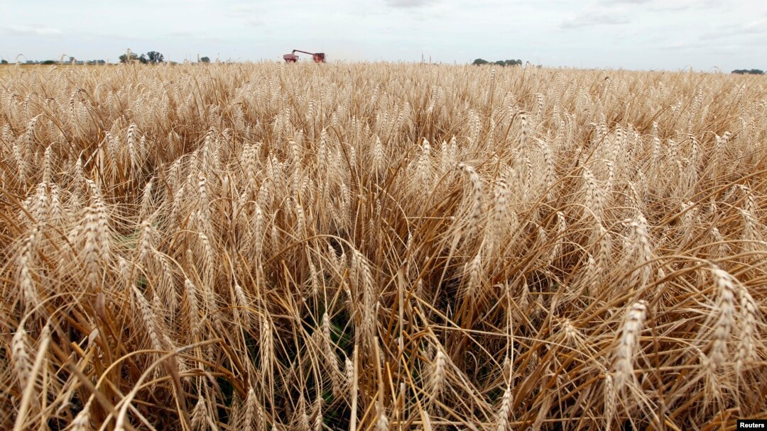 Wheat