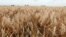 Wheat