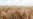 US Finds Unapproved Genetically Modified Wheat in Oregon