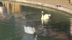 NO COMMENT: Վճարովի գարեջուր և անվճար ուրախություն՝ գարեջրի փառատոն Երևանում