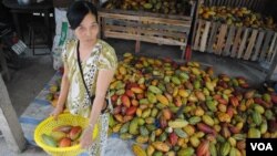 A cocoa farmer and some of her crop in southern Vietnam. (V. Marou)