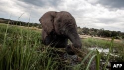 Un éléphant éclabousse dans les eaux de la rivière Chobe, dans le parc national du Botswana Chobe, dans le nord-est du pays, le 20 mars 2015.