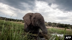 Les communautés d'éleveurs peuvent faire paître leur bétail dans les parcs nationaux mais les conflits se multiplient avec les animaux, notamment les lions et les éléphants.