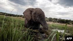 Un éléphant dans le parc national du Botswana Chobe, dans le nord-est du Botswana, le 20 mars 2015.