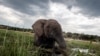 Des centaines d'éléphants tués par une bactérie, au Botswana