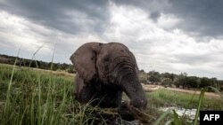 Un éléphant éclabousse au coucher du soleil dans les eaux de la rivière Chobe, dans le parc national du Botswana Chobe, dans le nord-est du pays, le 20 mars 2015.