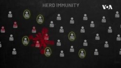 What Is Herd Immunity?