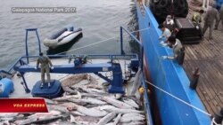 Ecuador trước ‘lòng tham’ của đội tàu cá Trung Quốc