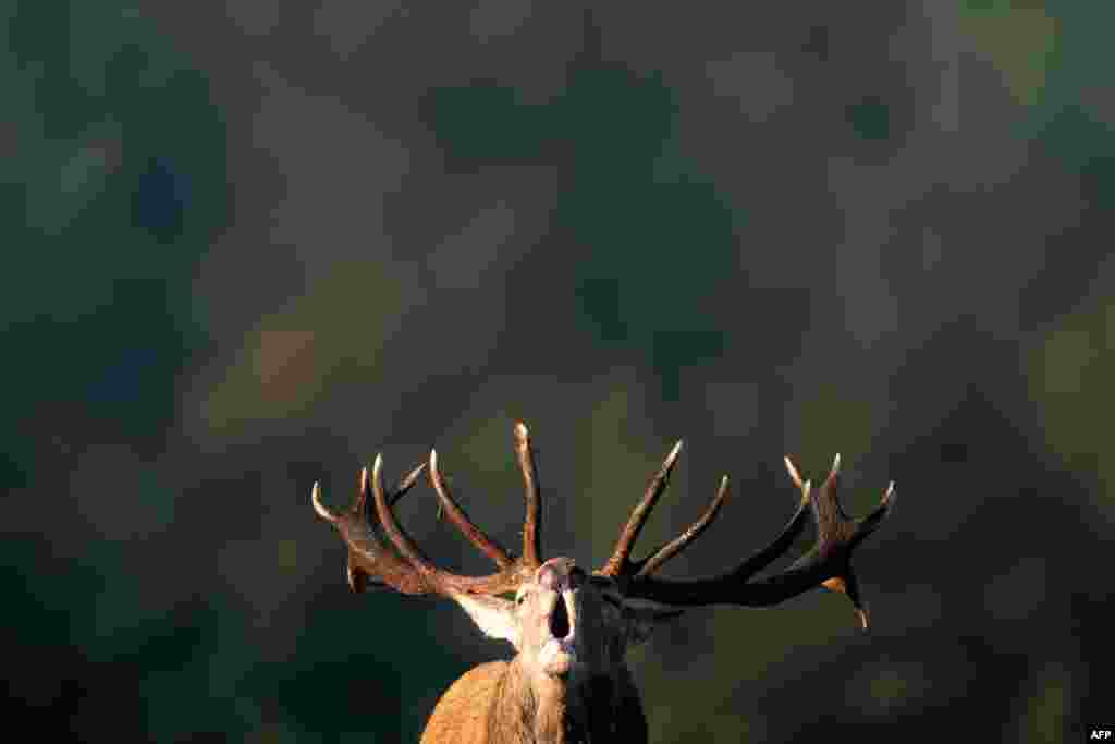 A male deer stag roars at the Domaine des Grottes de Han in Han-sur-Lesse, Belgium.