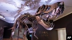 FILE - Stan, one of the largest and most complete Tyrannosaurus rex fossil discovered, is on display on September 15, 2020, at Christie's in New York. (AP Photo/Mary Altaffer, File)