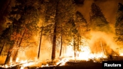 A controlled burn ignites pine trees on the "Rough Fire" — which closed camps east of Fresno at Hume Lake as it crossed Highway 180 — in the Sequoia National Forest in California, Aug. 21, 2015.