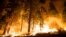 FILE - A controlled burn ignites pine trees on the "Rough Fire" — which closed camps east of Fresno at Hume Lake as it crossed Highway 180 — in the Sequoia National Forest in California, Aug. 21, 2015.