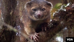 El olinguito, miembro más pequeño de la familia de los mapaches, habita en las selvas de Colombia y Ecuador. 