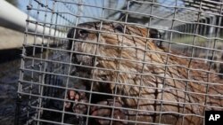 FILE - The trapping and transplanting of beavers still happens today, but in less dramatic fashion, usually in contraptions like this.