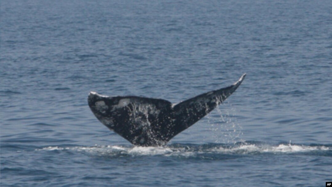 FILE - The fin of a Pacific gray whale.