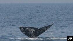 This Pacific gray whale, spotted off the coast of Israel in 2010, most likely was able to migrate into the Mediterranean as the result of the shrinking of Arctic sea ice due to climate change.