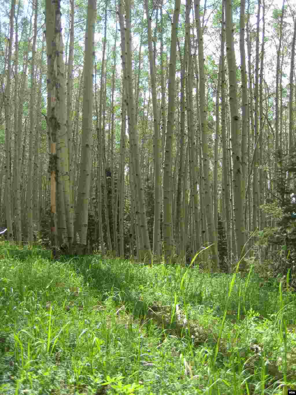 A healthy aspen stand in the San Juan Mountains in western Colorado is at risk as the climate changes. Photo credit: William Anderegg 