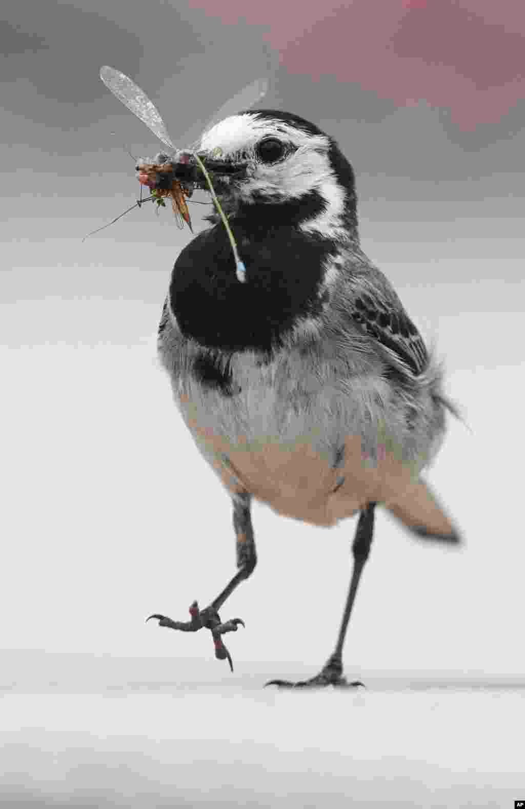 A white wagtail has caught an insect on the terrace of a restaurant in Markkleeberg, eastern Germany, July 1, 2017.