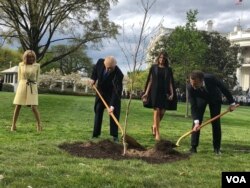 Los presidentes de EE. UU. y Francia, Donald Trump (izq. al centro) y Emmanuel Macron acompañados de sus respectivas esposas Brigitte Macron (izq.) y Melania Trump (der.), siembran un árbol en la Casa Blanca, cortesía de la pareja presidencial francesa. Abril 23 de 2018. Foto: Steve Herman, VOA.