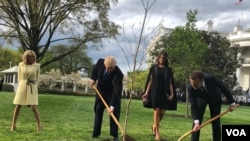FILE - US President Donald Trump and French President Emmanuel Macron plant a tree at the White House at the beginning of the French leader's first official visit to Washington. Photo: Steven Herman, VOA.
