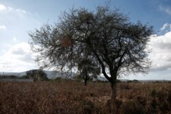 Porfirio Garcia's dry corn field is seen in Tepeteopan, state of Puebla, Mexico January 16, 2020. Picture taken January 16, 2020. REUTERS/Carlos Jasso