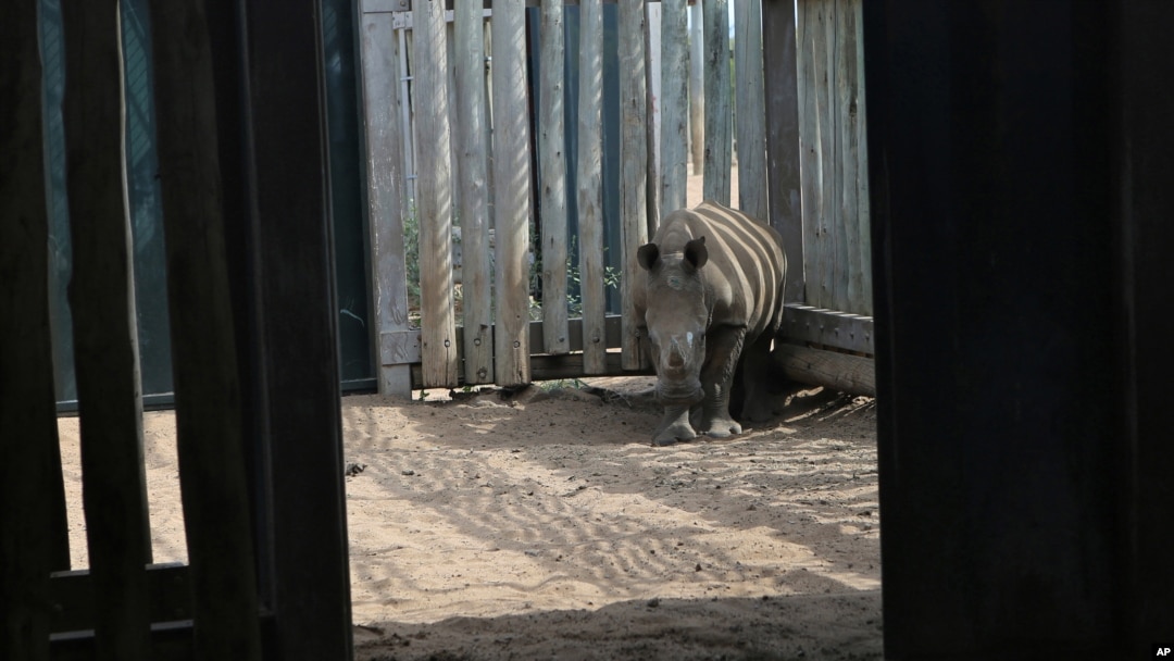 FILE - A young rhino, whose mother was killed by poachers, stands in its enclosure at a rhino orphanage in South Africa, Feb. 15, 2016.