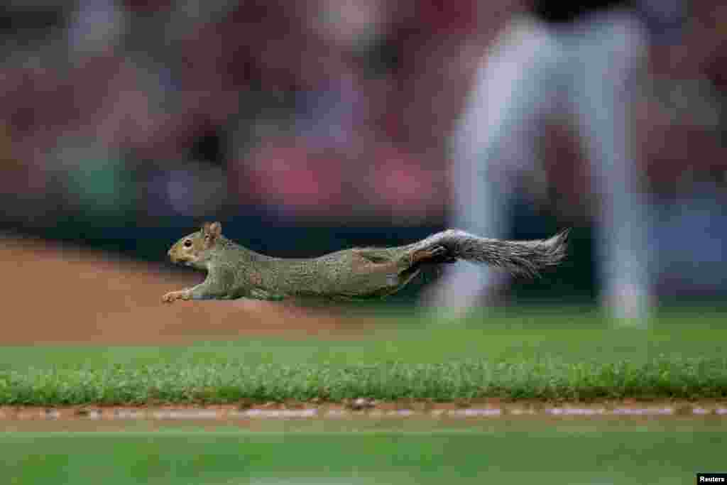 A squirrel runs across the field in the fifth inning in a baseball game between the Minnesota Twins and Chicago White Sox at Target Field in Minneapolis, Minnesota, Aug. 20, 2019. (Brad Rempel/USA TODAY Sports )