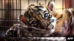 A newborn bengal tiger cub called "Covid" is pictured at the Wildlife Rescue and Rehabilitation Center "Africa Bio Zoo" in Cordoba, State of Veracruz, Mexico on April 05, 2020 amid the outbreak of the novel coronavirus, COVID-19. 