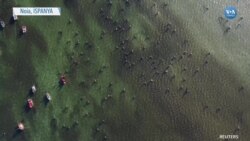 Kadın Balıkçılar Genç Nesilleri Yetiştiriyor