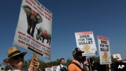 在联合国在南非约翰尼斯堡主持召开的国际野生动植物保护大会会场外面，动物保护人士游行（2016年9月24日）