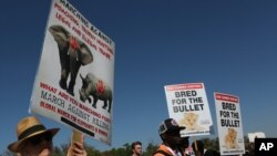 Manifestation d'activistes, site de la Convention sur le commerce international des espèces de faune et de flore sauvages menacées d'extinction, CITES, Johannesburg, Afrique du sud, le 24 septembre 2016. 