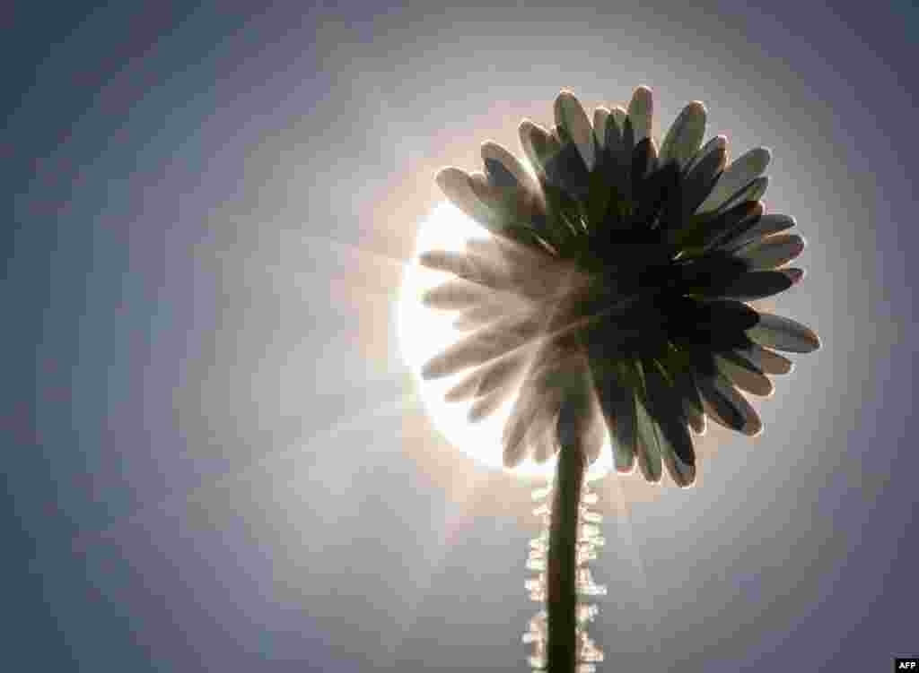 Sun shines through the petals of a daisy in Frankfurt am Main, western Germany.