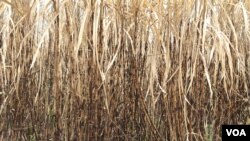 An abandoned sugarcane farm is Chhaeb district, Preah Vihear province, Saturday, February 1, 2020. (Sun Narin/VOA Khmer)
