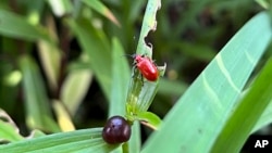 This July 5, 2023, image provided by Jessica Damiano shows a scarlet lily beetle on an Asiatic lily stem on Long Island, N.Y.(Jessica Damiano via AP)