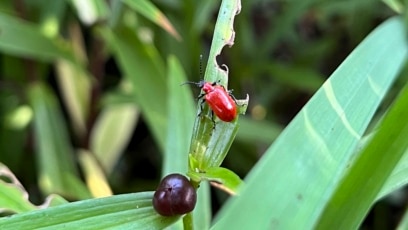 Catch Garden Pests, Diseases Early to Save Plants