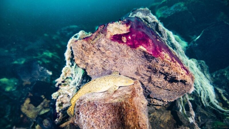 Earth’s Longer Days May Have Produced More Oxygen