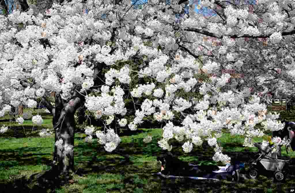 [워싱턴 D.C. 벚꽃 축제] 워싱턴의 봄