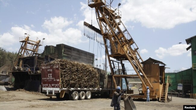 萨尔瓦多向中国出口的甘蔗 （资料照片）