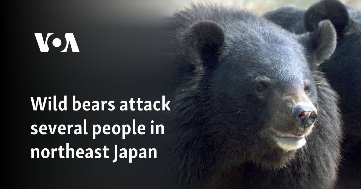 Wild bears attack several people in northeast Japan