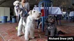 Michelle Vargas, with, from left, 8-year-old Bichon Frise-Poodle mix named Carmine, 11-year-old Wire Haired Terrier named Lucy, and 10-year-old Shih Tzu-Poodle mix, Luigi, visit a cafe in a Manhattan park, on New York's Upper West Side. 