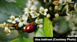 A multicolored Coccinellidae septempunctata, commonly known as seven spotted ladybug or ladybird walks on a leaf in a house garden in Virginia. (Photo: Diaa Bekheet)