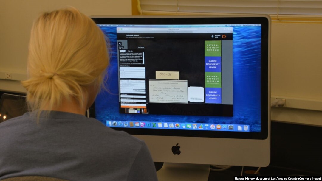 A crab specimin is digitized during a 'digitizing blitz' at the Marine Biodiversity Center of the Natural History Museum of Los Angeles County.