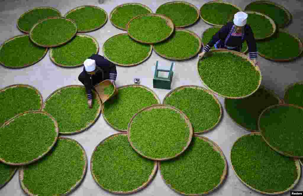 Ethnic Dong women work at a tea leaf processing factory in Liping county, Guizhou province, China. Liping county&#39;s tea plantations attracted more than 60,000 women workers from nearby villages this spring and each tea picker earns around 100 yuan ($16.10) per diem.