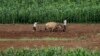 [주간 RFA 소식] FAO, 올해 북한에 7건 농업 지원 사업