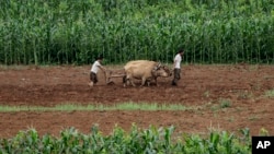 지난해 7월 북한 평양-원산 고속도로가 지나는 상원군에서 주민들이 소를 끌고 밭일을 하고 있다. (자료사진)