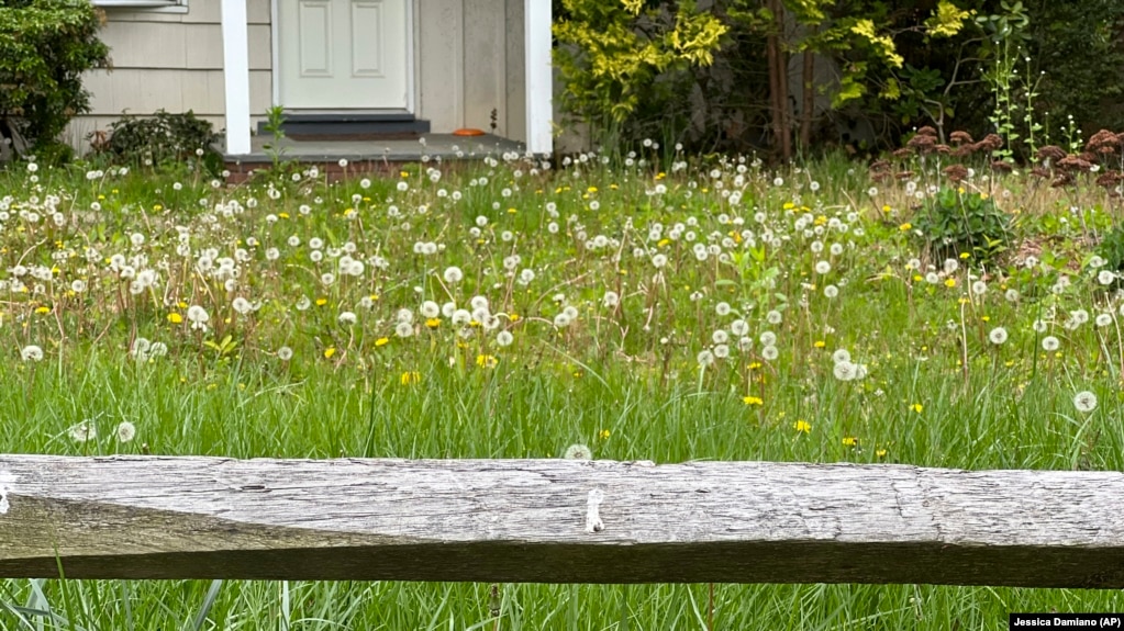 This May 2023 image provided by Jessica Damiano shows a neglected, overgrown property on Long Island, New York. (Jessica Damiano via AP)